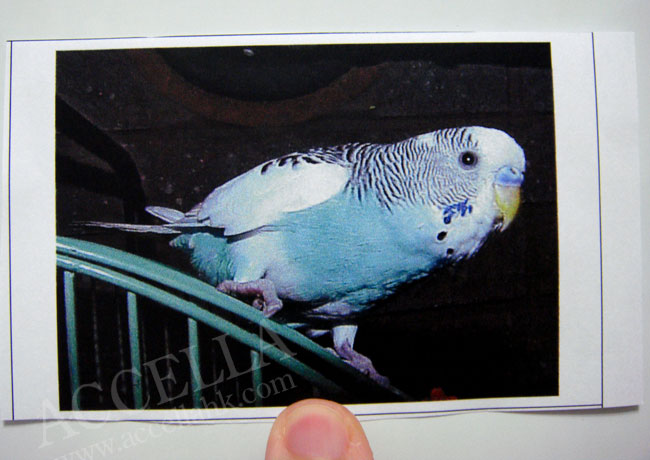 Alvin's image-inspired second conditional (front).